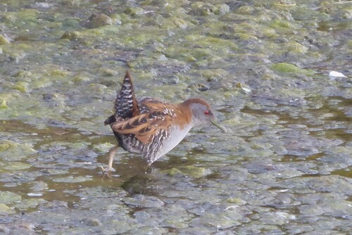 Baillon's Crake (Zapornia pusilla), photo 9