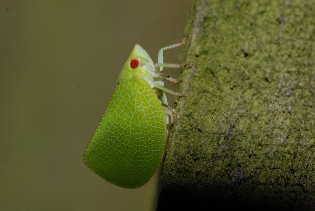 Hoppers of North Carolina