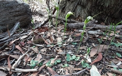 Pterostylis ampliata