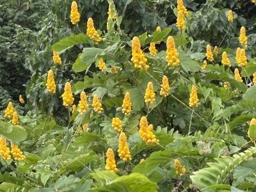 Candelabra Bush