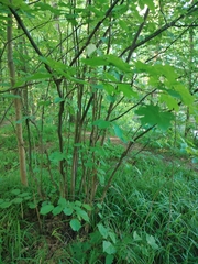 common hazel