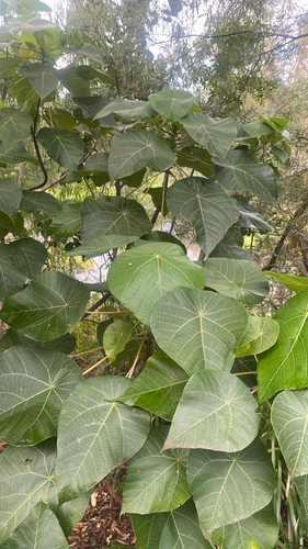 Elephant's Ear