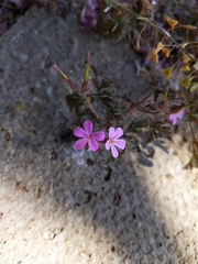 Geranium robertianum