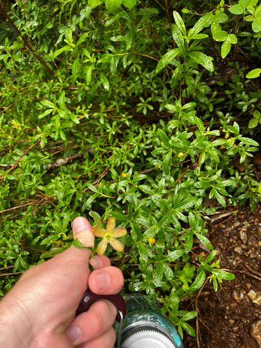 copperbush (Elliottia pyroliflora)