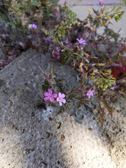 Geranium robertianum