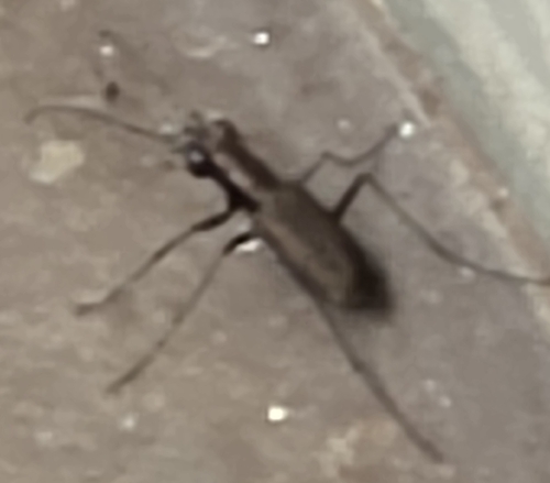 Cylindera kaleea