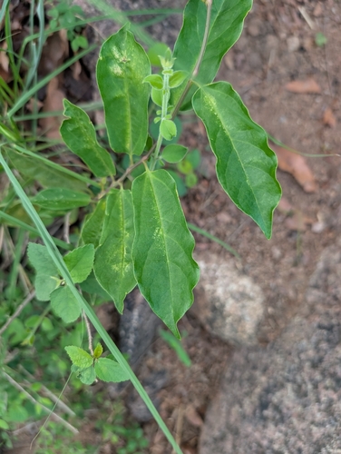 Aristolochia indica