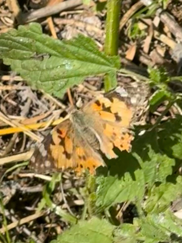 Painted Lady