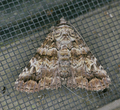 Metria amella