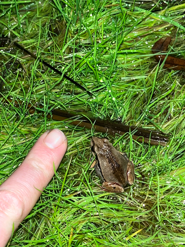 Quacking Froglet