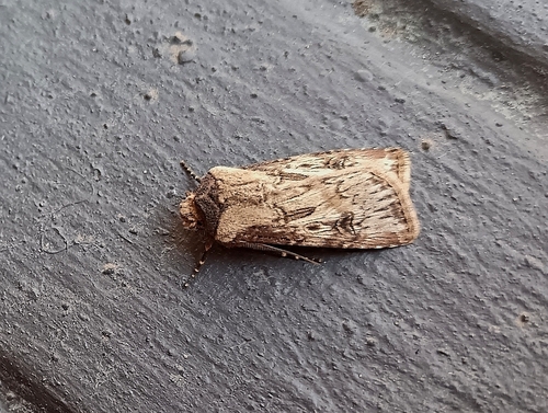 Feathered Cutworm