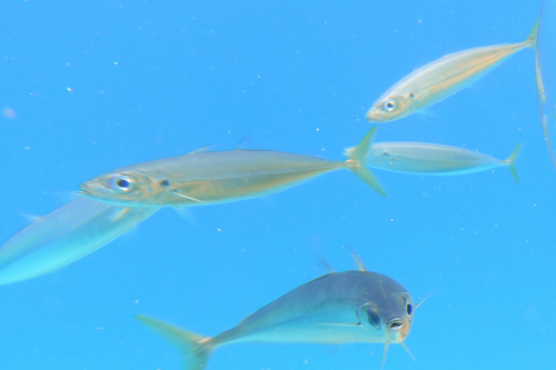 Decapterus macarellus observed 2026-06-27