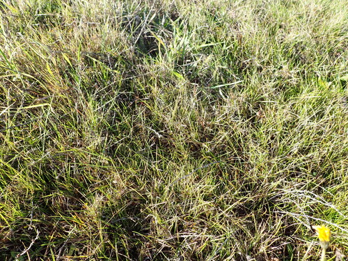 Muehlenbeckia ephedroides, photograph 2
