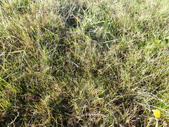 (c) Liadan Dickie, some rights reserved (CC BY) Muehlenbeckia ephedroides, photograph (c) Liadan Dickie, some rights reserved (CC BY)