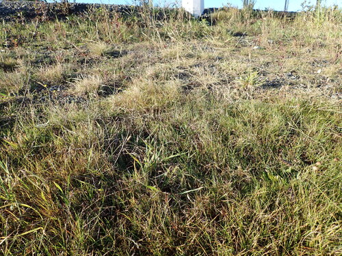 Muehlenbeckia ephedroides, photograph 3