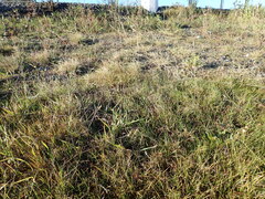 (c) Liadan Dickie, some rights reserved (CC BY) Muehlenbeckia ephedroides, photograph (c) Liadan Dickie, some rights reserved (CC BY)