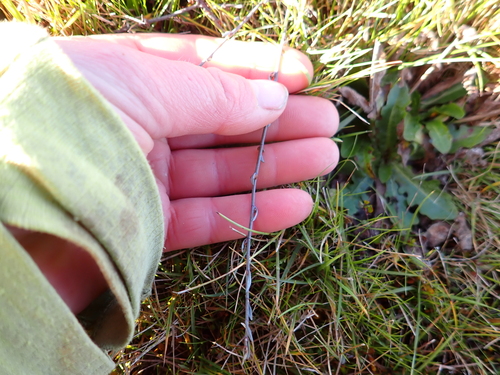 Muehlenbeckia ephedroides, photograph 4
