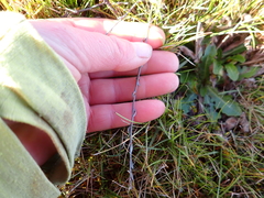 (c) Liadan Dickie, some rights reserved (CC BY) Muehlenbeckia ephedroides, photograph (c) Liadan Dickie, some rights reserved (CC BY)