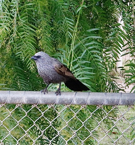 Apostlebird