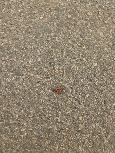 European Firebug