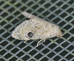 Abablemma brimleyana