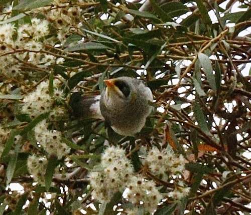 Yellow-throated Miner