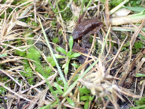 Moenchia erecta, photograph 2