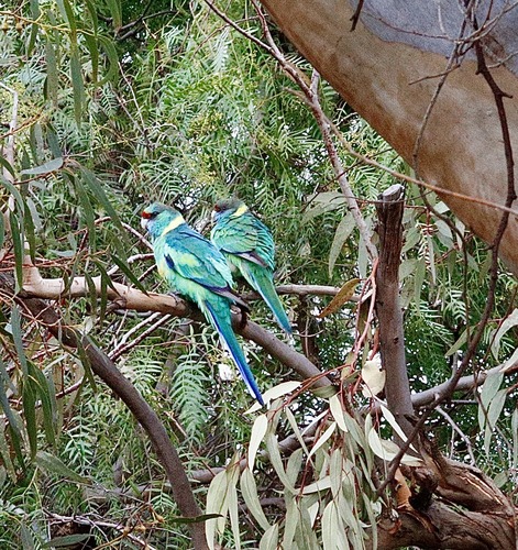 Australian Ringneck
