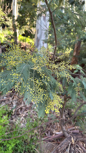 Silver wattle