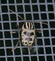 Cryptocephalus leucomelas
