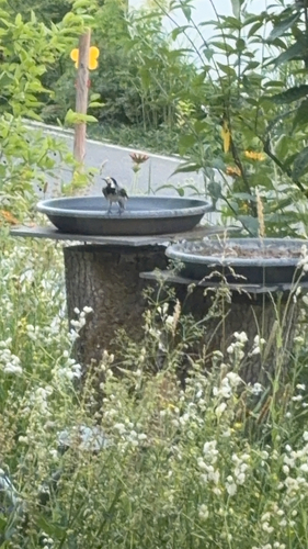 White Wagtail