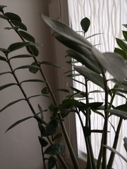 Zamioculcas