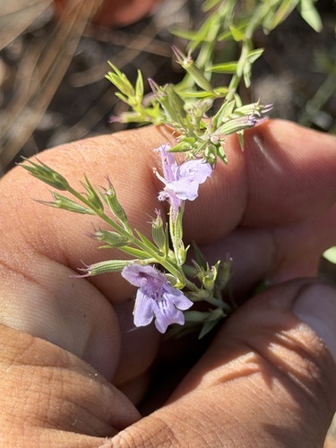 Hedeoma hyssopifolia, photograph 6
