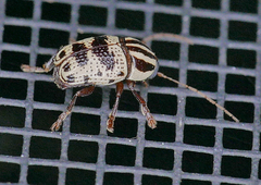Cryptocephalus leucomelas