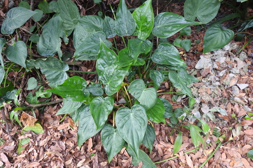 Alocasia cucullata