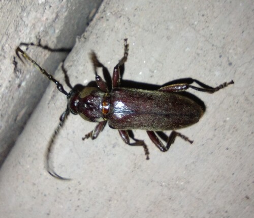 Eustromula validum