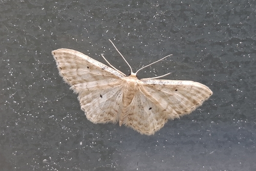Dwarf Cream Wave