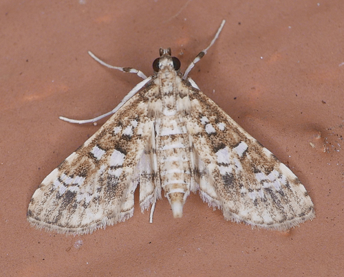 Salvinia Stem Borer Moth