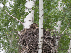 Black Kite