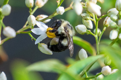 Bombus impatiens image