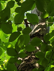 Eurasian Red Squirrel