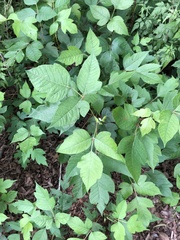 Toxicodendron radicans