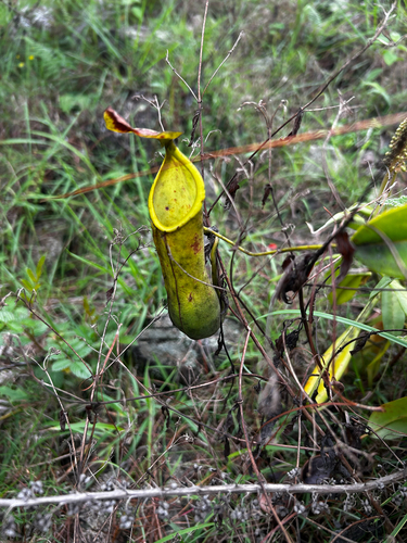 Nepenthes alata observed 2026-06-23