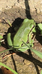 European Tree Frog
