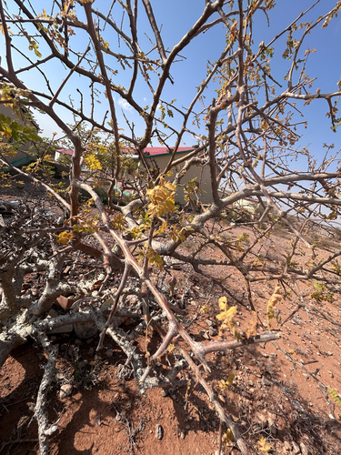 Boswellia rivae