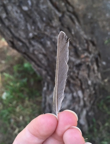 Plume de Pouillot siffleur
