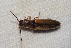 Dalopius marginatus