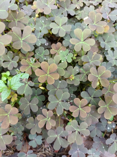 Creeping Woodsorrel