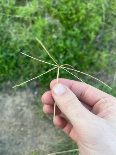 Chloris truncata, photograph 3