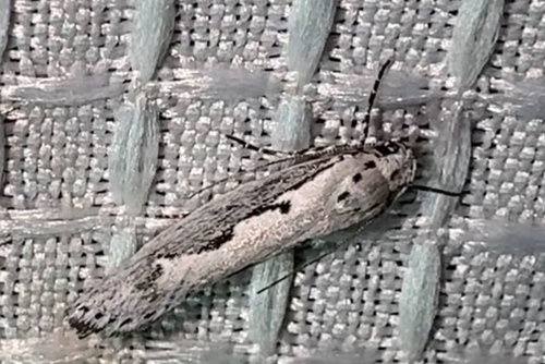 Ethmia arctostaphylella photo 4